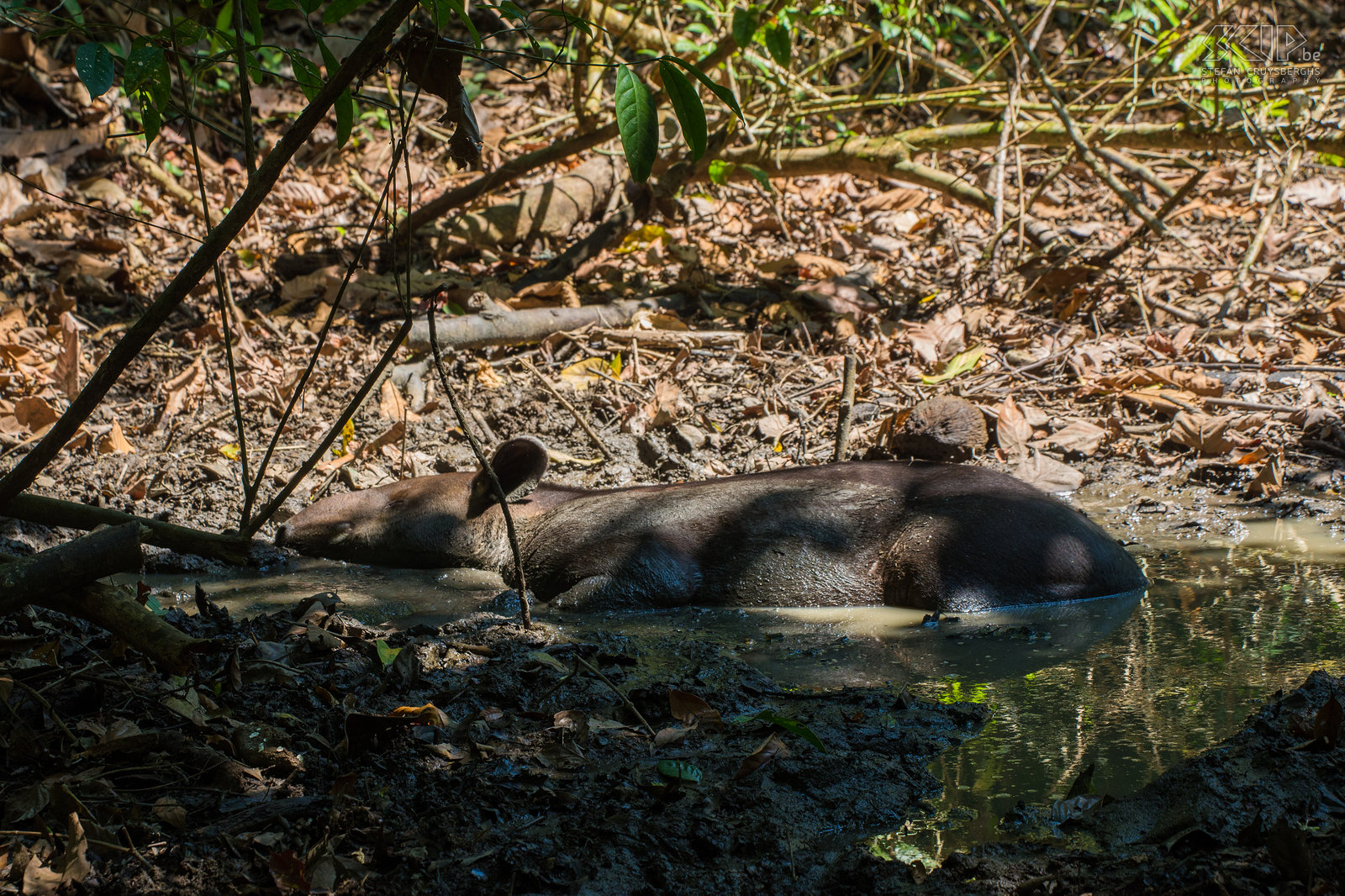 Corcovado - Bairds tapir De Midden-Amerikaanse of Bairds tapir (tapirus bairdii) is de grootste van de vier Latijns-Amerikaanse soorten van tapirs en het is het grootste inheemse landzoogdier in Midden-en Zuid-Amerika. Bairds tapir is vernoemd naar de Amerikaanse bioloog Spencer Fullerton Baird, die naar Mexico reisde en deze dieren in 1843 'ontdekte'. De Bairds tapir is voornamelijk een nachtdier, het leidt een solitair leven en heeft bijna geen natuurlijke vijanden. Het eet vooral bladeren en afgevallen fruit en meestal blijft het dichtbij water om te kunnen zwemmen en waden. Deze tapir is met uitsterven bedreigd. We waren alvast opgewonden toen we er een vonden tijdens onze jungle wandeling in Corcovado nationaal park in het zuiden van Costa Rica.<br />
 Stefan Cruysberghs